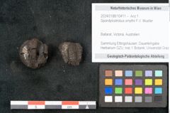 Foto (Objekt + Etikett) von Spondylostrobus smythii F.V. Mueller (NHMW-GEO-2024-0188-10411)
